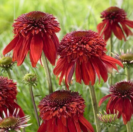 Ehinācija 'Eccentric'  (pieejams no jūnija)